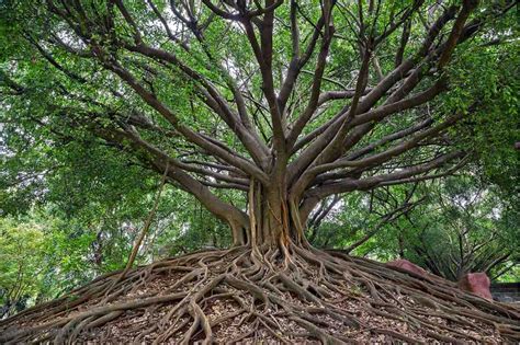  Wisdom of the Trees: Ein visueller Dialog über die Kraft der Natur