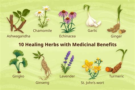  Herbs for Health and Healing: Eine Ode an die Kräuterkunde